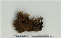 藏品(灰苔科)的圖片
